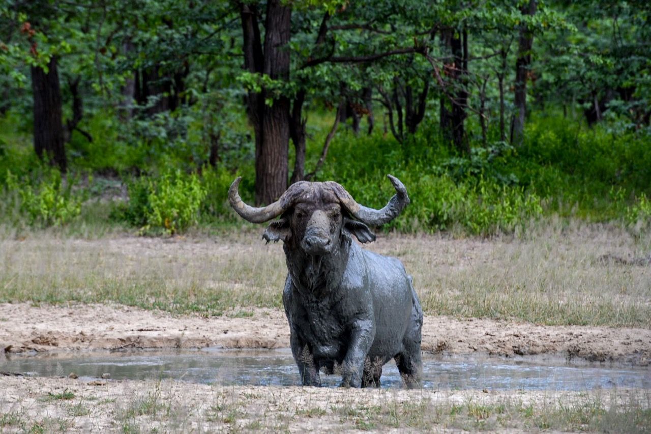 Cape buffalo standing in a muddy waterhole