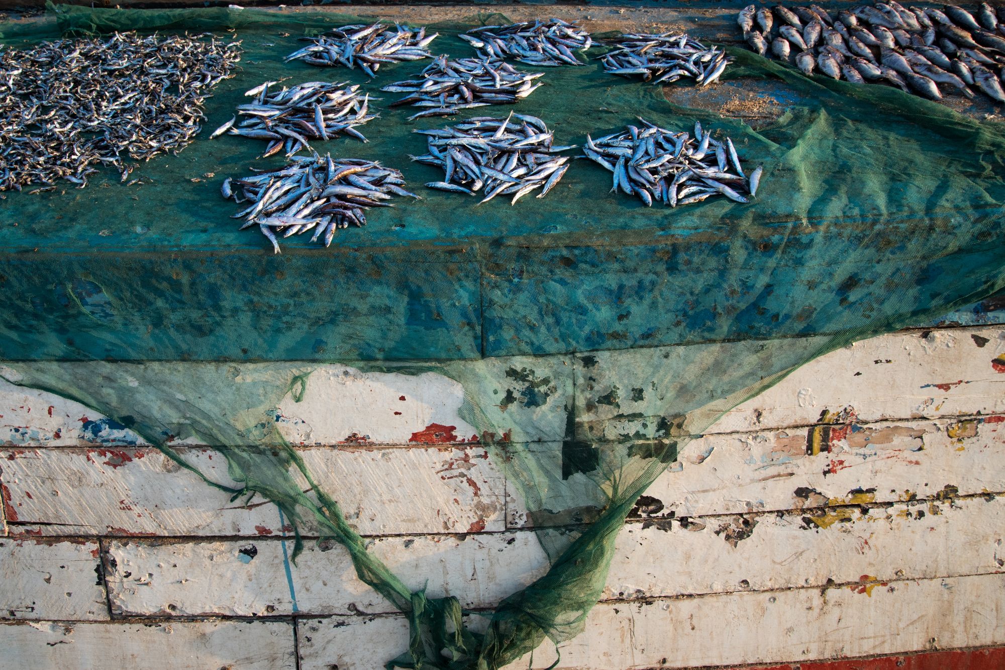 Small fish laid out to dry on nets beside a boat hull