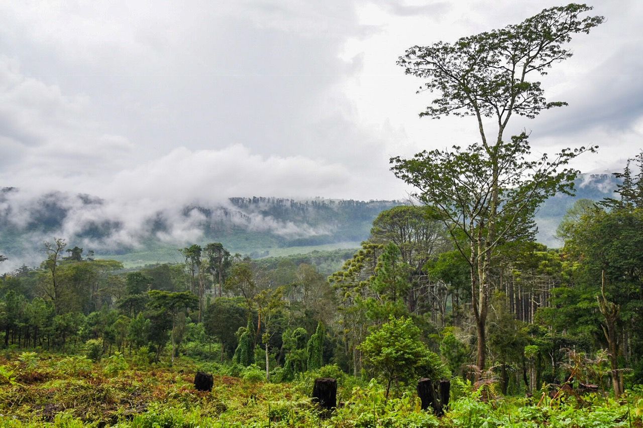 Mist and forest on a hillside